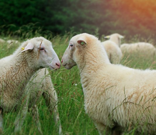 Молочное овцеводство: выгодно ли разводить овец для получения молока?