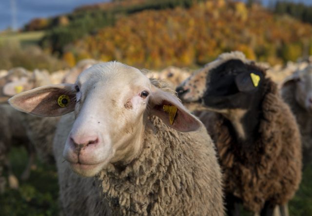 Также не стоит забывать, что основная продукция овцеводства - это мясо и шерсть. Также не стоит забывать, что основная продукция овцеводства - это мясо и шерсть.