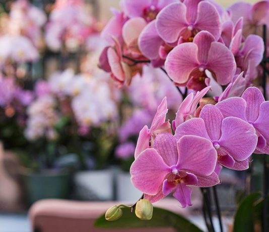 Неприхотливые цветущие комнатные растения для любителей простоты и красоты.