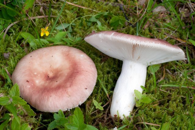 Пожалуй, самая вкусная - сыроежка пищевая (Russula vesca). Пожалуй, самая вкусная - сыроежка пищевая (Russula vesca).