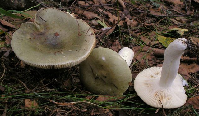 Сыроежка зелёная (Russula aeruginea) тоже крепенькая. Сыроежка зелёная (Russula aeruginea) тоже крепенькая.
