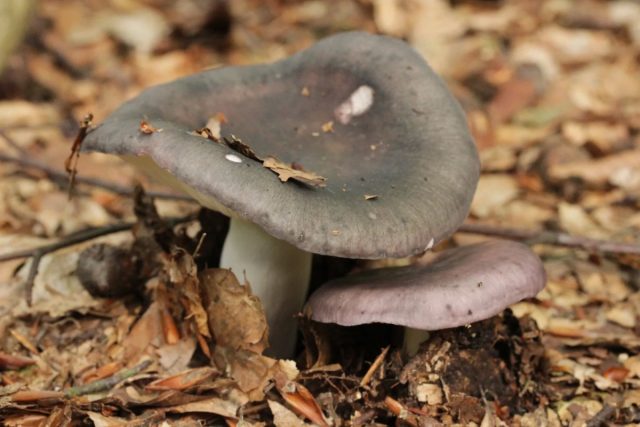 Сыроежка сине-жёлтая (Russula cyanoxantha) не жёлтая и не синяя, а какая-то серо-буро-малиновая. Сыроежка сине-жёлтая (Russula cyanoxantha) не жёлтая и не синяя, а какая-то серо-буро-малиновая.