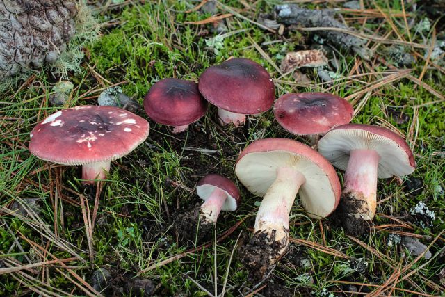 Сыроежка буреющая (Russula xerampelina), или сыроежка ароматная. Сыроежка буреющая (Russula xerampelina), или сыроежка ароматная.