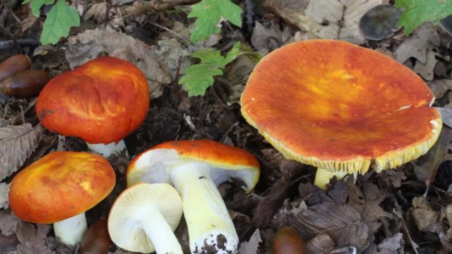 Сыроежка золотистая (Russula aurea) - очень яркая и красивая, сияет в лесу, как и цезарский гриб. Сыроежка золотистая (Russula aurea) - очень яркая и красивая, сияет в лесу, как и цезарский гриб.