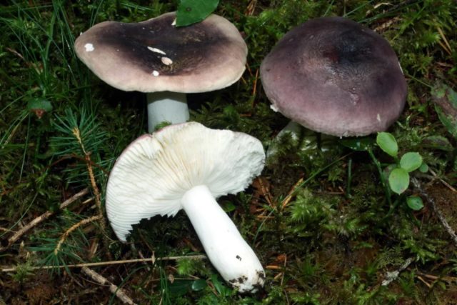 Сыроежка синяя (Russula azurea) августовско-сентябрьская обитательница хвойных лесов. Сыроежка синяя (Russula azurea) августовско-сентябрьская обитательница хвойных лесов.