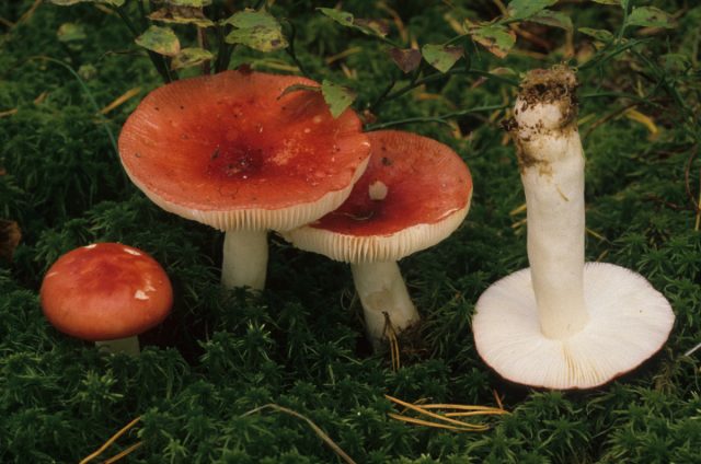 Сыроежка жгуче-едкая, или рвотная (Russula emetica). Сыроежка жгуче-едкая, или рвотная (Russula emetica).