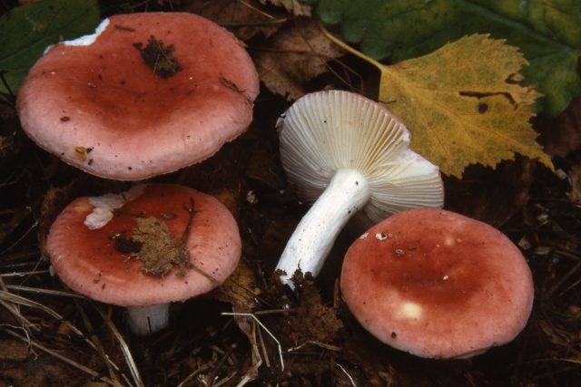 Ещё одна красивая, но несъедобная - сыроежка Мэйра, или заметная (Russula nobilis). Ещё одна красивая, но несъедобная - сыроежка Мэйра, или заметная (Russula nobilis).