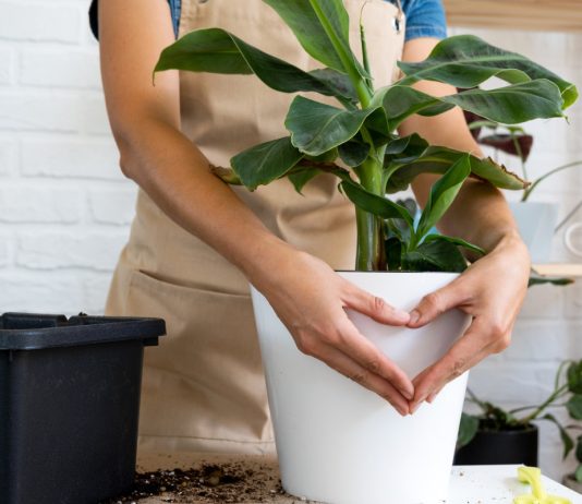 Обычный горшок может убить растение — опасные варианты для цветов.