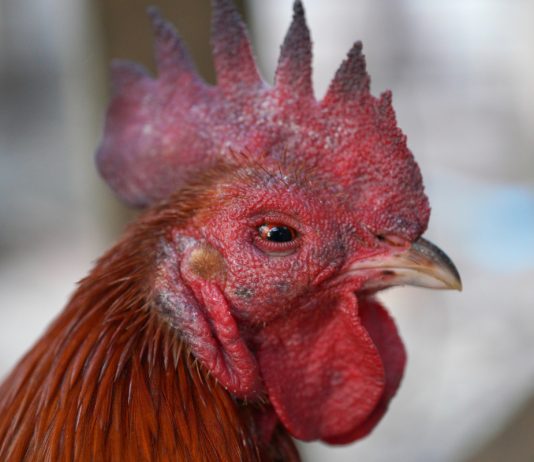 Почему у кур и петухов синеет гребень: насколько опасно и что делать?