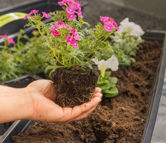 Спасаем летник от смерти: 10 советов для комфортной зимовки цветка в помещении.