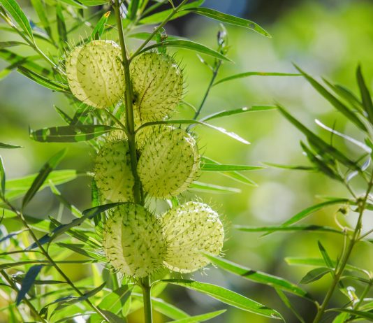 «Волосатые шары»: как я выращивала необычный гомфокарпус.