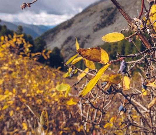 Все особенности обрезки жимолости осенью — улучшаем урожайность куста.