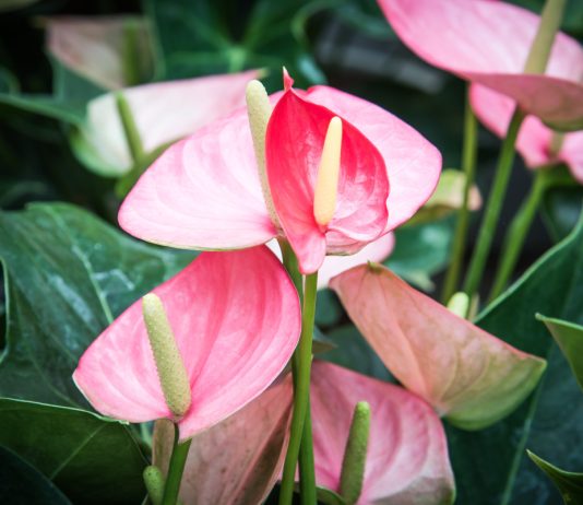 10 уникальных антуриумов, которые вас удивят - Редкие и необычные 10 уникальных антуриумов, которые вас удивят.