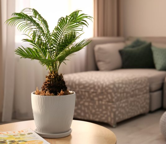 8 лучших пальм для комнатного выращивания - Комнатные растения 8 лучших пальм для комнатного выращивания.