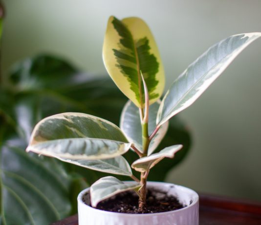 9 причин почему фикус перестал расти - Комнатные растения 9 причин почему фикус перестал расти.