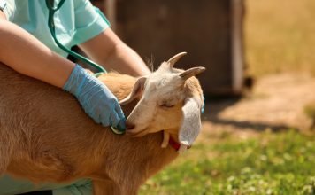 Беременна ли коза? Определяем сукозоность на всех сроках.