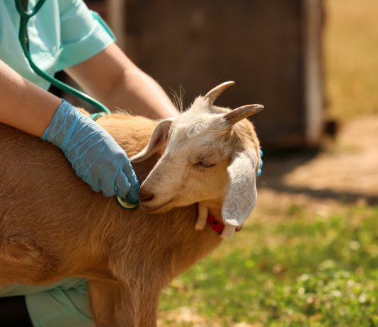 Беременна ли коза? Определяем сукозоность на всех сроках.