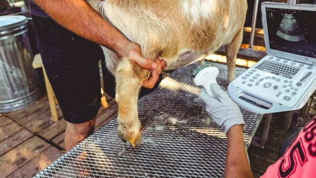 Пожалуй, самый надёжный способ определения сукозности - это ультразвуковое исследование. Пожалуй, самый надёжный способ определения сукозности - это ультразвуковое исследование.