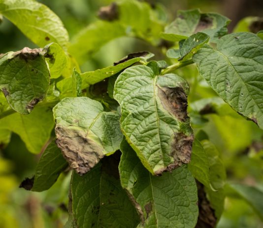 Бесконечная борьба с фитофторозом: как победить болезнь надолго - Ягодник Бесконечная борьба с фитофторозом: как победить болезнь надолго.