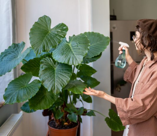 Чемпионы по размеру: 11 комнатных растений с крупными листьями