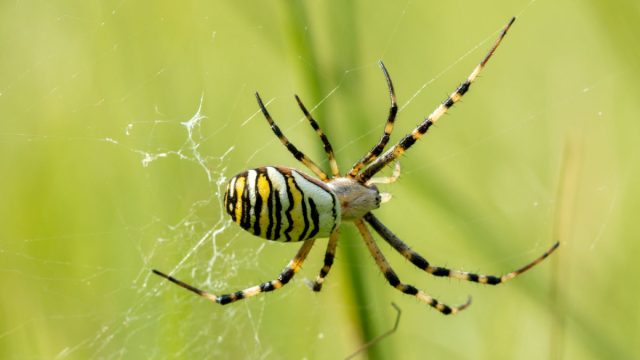 Паук-оса, или Аргиопа Брюнниха (Argiope bruennichi) кусается побольнее крестовика, на уровне осы. Паук-оса, или Аргиопа Брюнниха (Argiope bruennichi) кусается побольнее крестовика, на уровне осы.