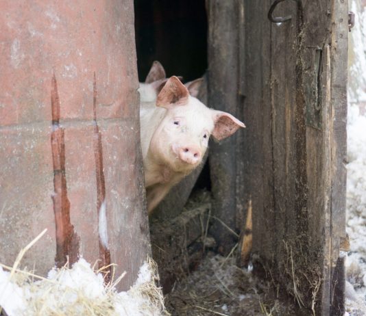 Как подготовить животных и постройки к зиме, или 10 дел животновода осенью - Животные Как подготовить животных и постройки к зиме, или 10 дел животновода осенью.