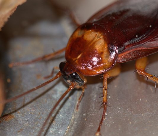 Как правильно выбрать средства от тараканов? - Животные Как правильно выбрать средства от тараканов?