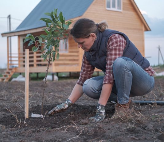 Когда лучше сажать плодовые деревья, весной или осенью? Решаем раз и навсегда.