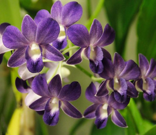 10 оригинальных комнатных с потрясающим цветением - Редкие и необычные Красота в цветении: 10 непопулярных комнатных цветов.