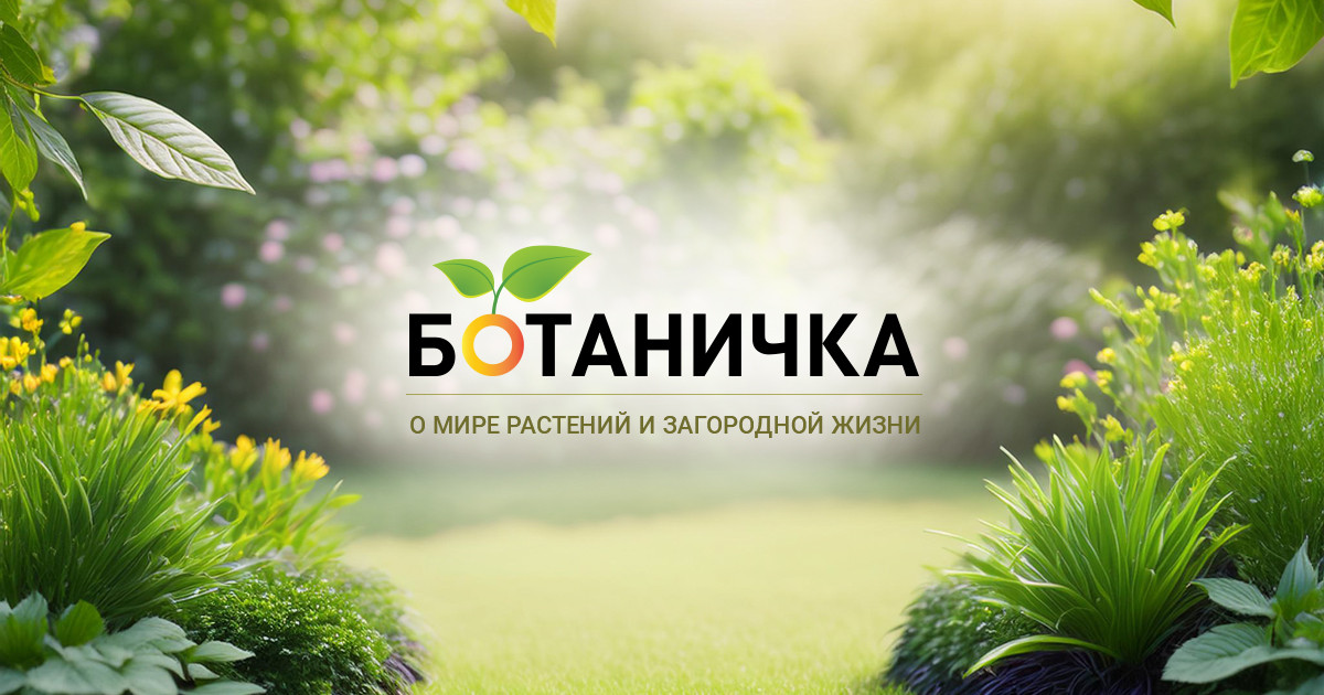 Что с олеандром?