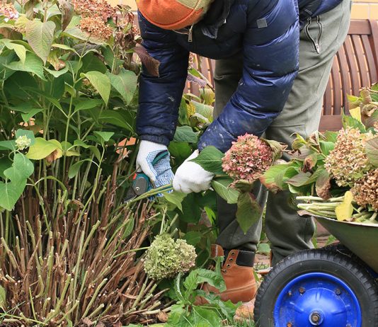 Обрезаем гортензию на зиму: подготовка к обрезке и осенний уход.