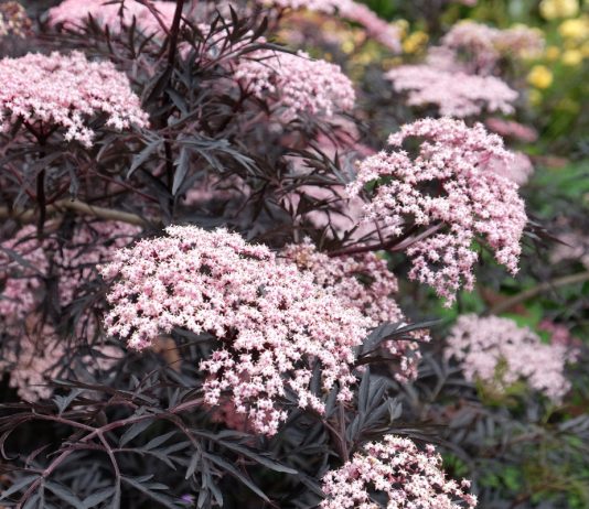 Подбираем декоративные кустарники для тяжелых почв — 9 лучших вариантов - Цветник и ландшафт Подбираем декоративные кустарники для тяжелых почв — 9 лучших вариантов.