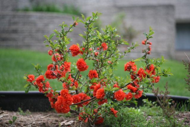 Хеномелес (Chaenomeles japonica) особенно красив во время цветения, которое приходится на первую половину - середину мая. Хеномелес (Chaenomeles japonica) особенно красив во время цветения, которое приходится на первую половину - середину мая.