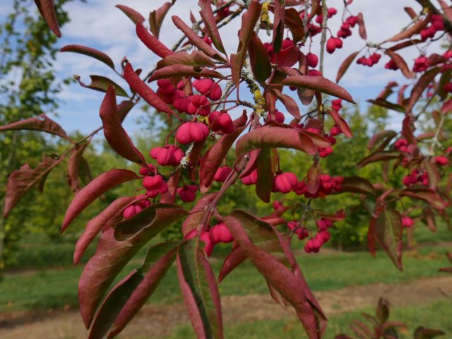 Бересклет европейский (Euonymus europaeus) спокойно переносит временно переувлажнение и хорошо растет на тяжелых влажных почвах. Бересклет европейский (Euonymus europaeus) спокойно переносит временно переувлажнение и хорошо растет на тяжелых влажных почвах.