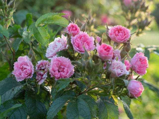 Роза ругоза «Пинк Гротендорст» ('Pink Grootendorst'). Роза ругоза «Пинк Гротендорст» ('Pink Grootendorst').