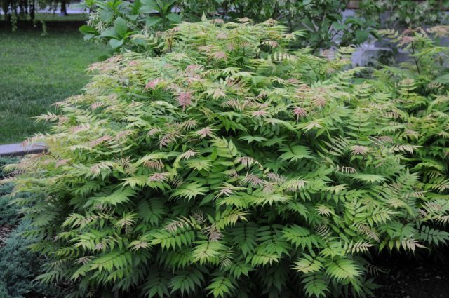 Свое видовое название рябинник (Sorbaria sorbifolia) получил благодаря сложным длинным (до 25 см) листьям, напоминающим рябину. Свое видовое название рябинник (Sorbaria sorbifolia) получил благодаря сложным длинным (до 25 см) листьям, напоминающим рябину.