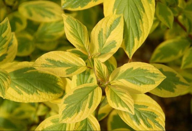 Дерен (Cornus alba) неплохо себя чувствуют на тяжелых суглинистых почвах. Дерен (Cornus alba) неплохо себя чувствуют на тяжелых суглинистых почвах.