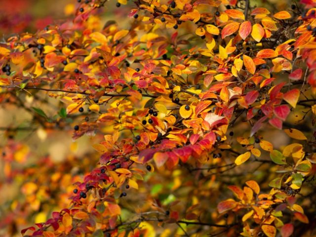 Кизильник блестящий (Cotoneaster lucidus) – идеальное листопадное растение для невысоких живых изгородей в условиях средней полосы. Кизильник блестящий (Cotoneaster lucidus) – идеальное листопадное растение для невысоких живых изгородей в условиях средней полосы.