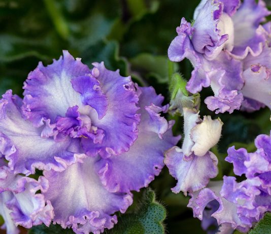 Прихотлива ли узамбарская фиалка: тонкости ухода за сенполией - Красивоцветущие Прихотлива ли узамбарская фиалка: тонкости ухода за сенполией.