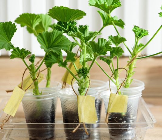 Размножение пеларгонии: подробная инструкция для новичков - Комнатные растения Размножение пеларгонии: подробная инструкция для новичков.