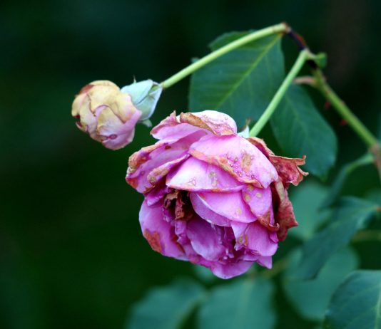 Разочарование среди роз: болезненные и быстро увядающие цветы.