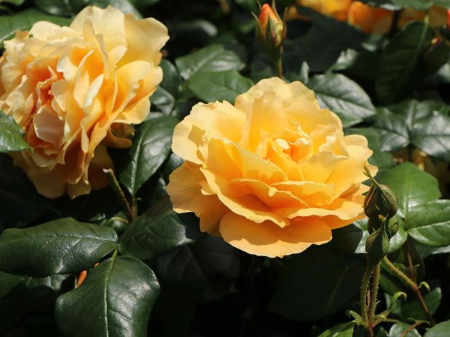 Флорибунды "Берштайн Розе" ('Bernstein-Rose') и "Фрезия" ('Friesia') яркие и ароматные. Флорибунды "Берштайн Розе" ('Bernstein-Rose') и "Фрезия" ('Friesia') яркие и ароматные.