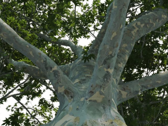 Платан (platanus) мощное дерево, отличающееся камуфляжным окрасом ствола. Платан (platanus) мощное дерево, отличающееся камуфляжным окрасом ствола.