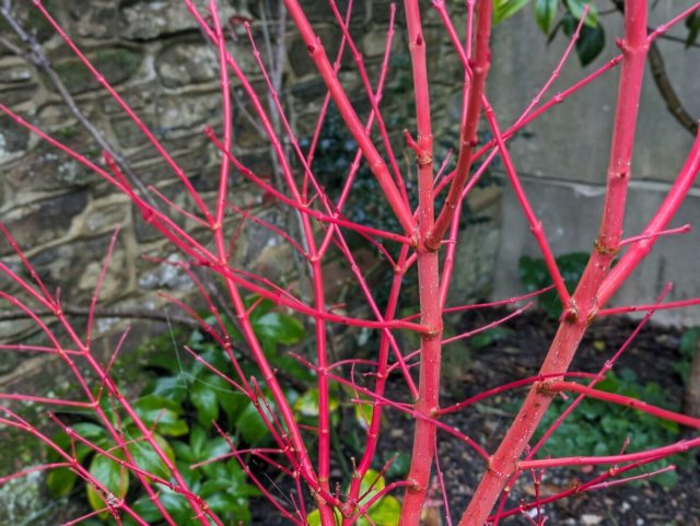 «Сангокаку» (Acer palmatum 'Sangokaku') чрезвычайно популярен, можно сказать культовое растение. «Сангокаку» (Acer palmatum 'Sangokaku') чрезвычайно популярен, можно сказать культовое растение.