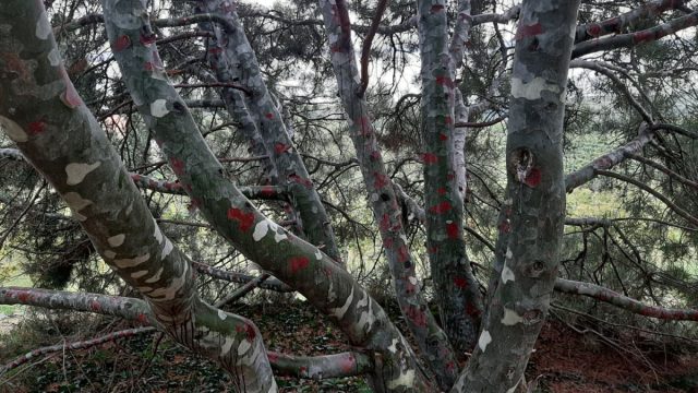 Окрас ствола сосны бунге (Pinus bungeana) очень напоминает платан. Окрас ствола сосны бунге (Pinus bungeana) очень напоминает платан.