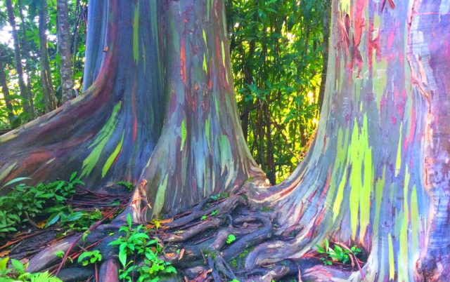 Создается ощущение, что ствол эвкалипта радужного (Eucalyptus deglupta) облили разноцветными красками. Создается ощущение, что ствол эвкалипта радужного (Eucalyptus deglupta) облили разноцветными красками.