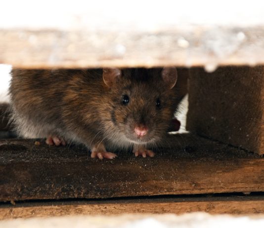 Способы защиты дачи от мышей на зиму - Животные Способы защиты дачи от мышей на зиму.