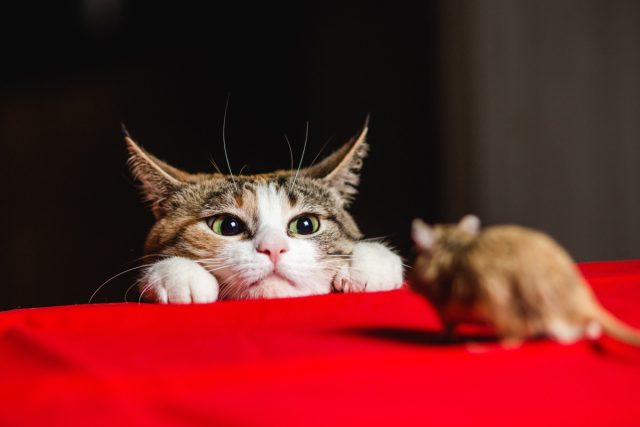 Мой результат: Кот Том