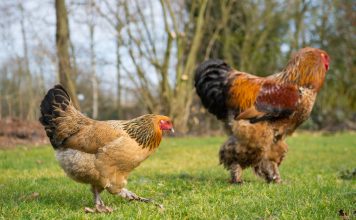 Топ-10 самых крупных пород кур.