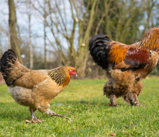 Топ-10 самых крупных пород кур - Домашние животные Топ-10 самых крупных пород кур.